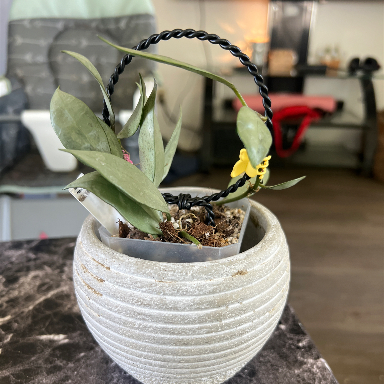 The Complete Hoya Lacunosa 'Louisa's Silver' Plant Care