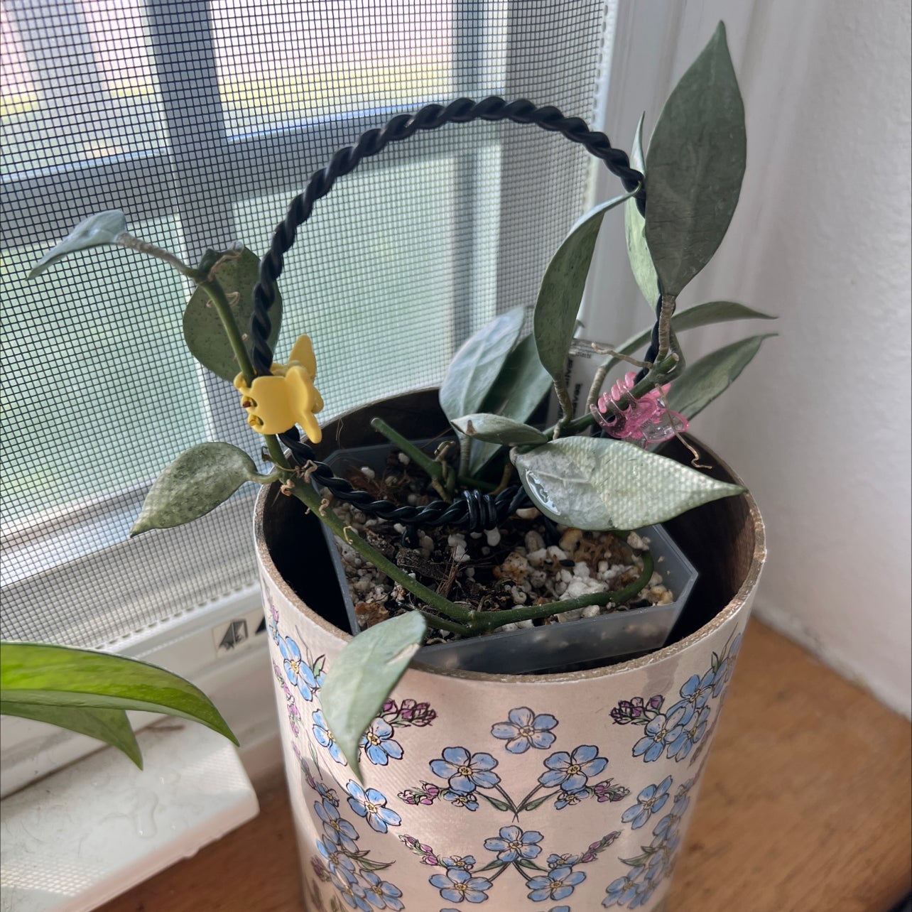 Hoya lacunosa Louisa’s Silver　3.5号吊り鉢 Keep Your Hoya Lacunosa 'Louisa's Silver' Alive: Light, Water