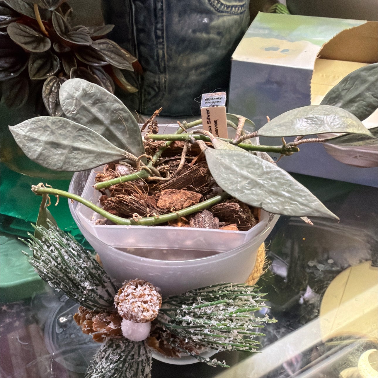 Hoya Lacunosa 'Louisa's Silver': How Much Water & Light Does it