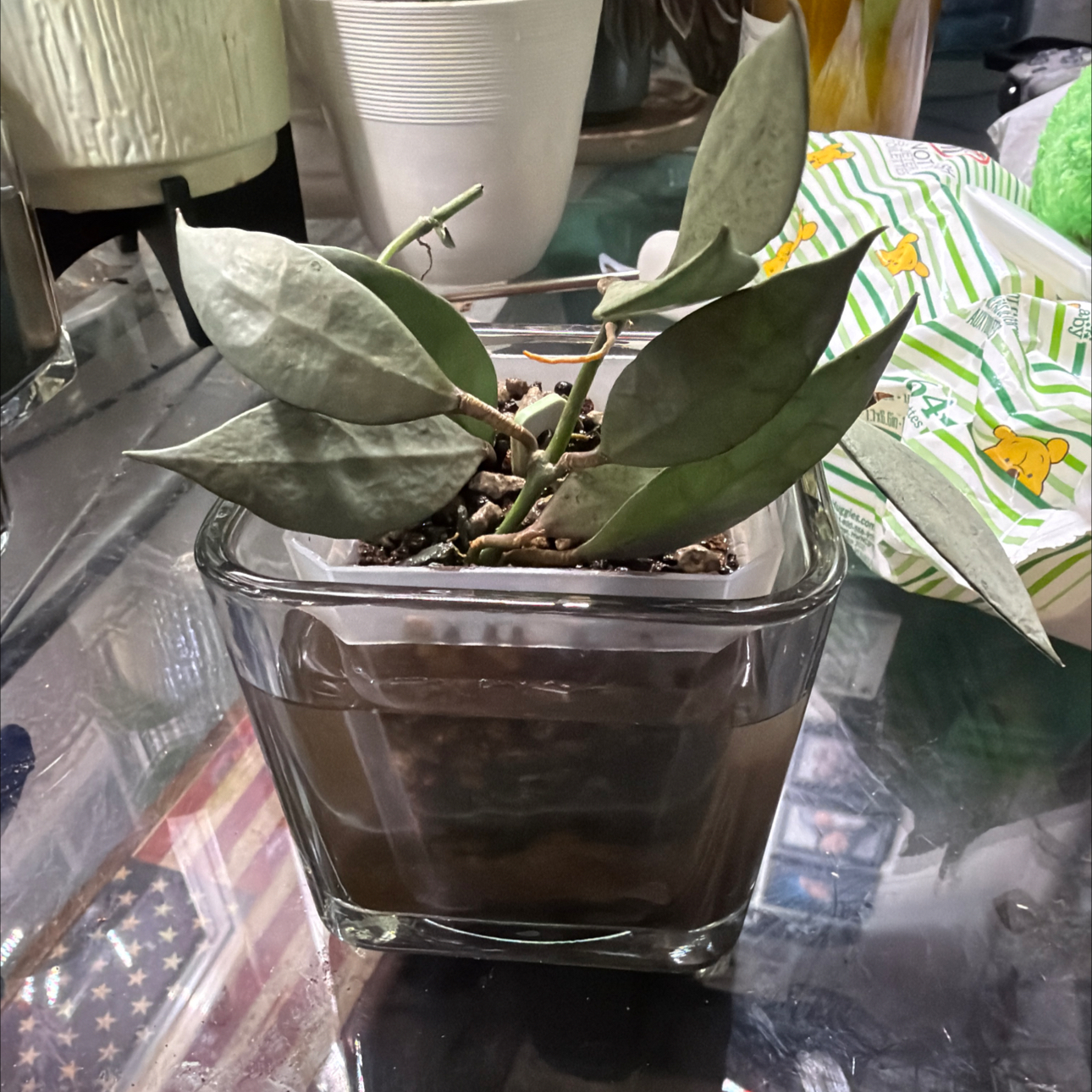 Photo of the plant species Hoya Lacunosa 'Louisa's Silver' by @MrsCrank named Louise on Greg, the plant care app