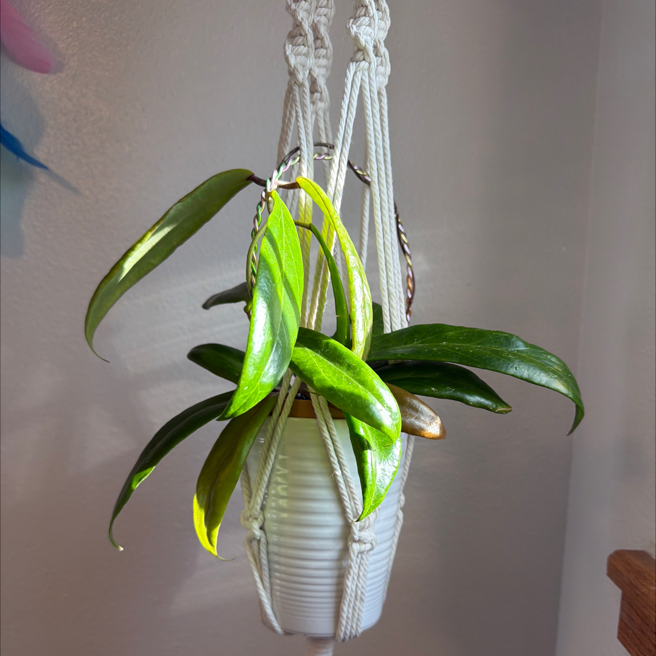 Photo of the plant species Hoya ilagiorum by @MrsCrank named Jane on Greg, the plant care app