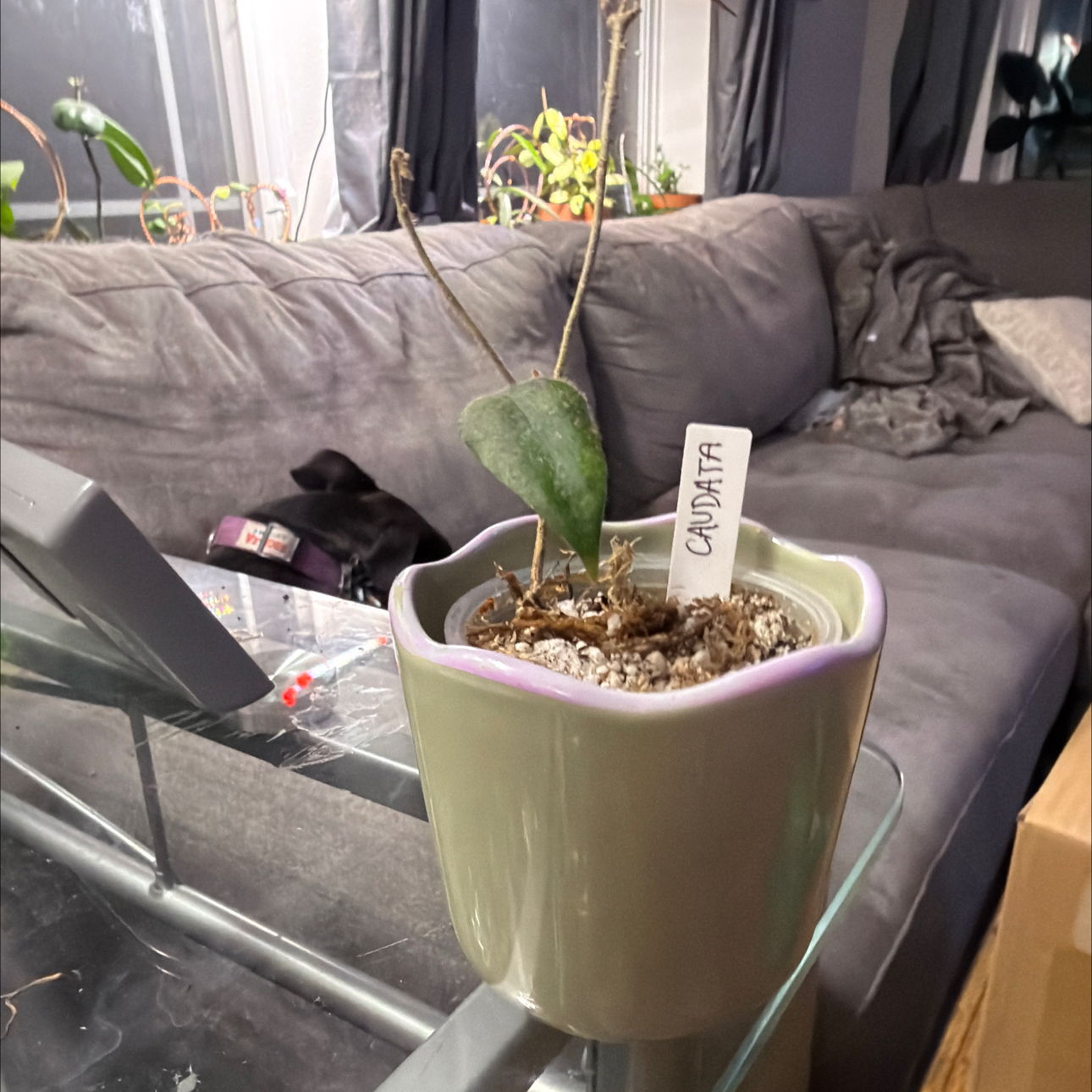 Photo of the plant species Waxplant by @MrsCrank named Colleen on Greg, the plant care app