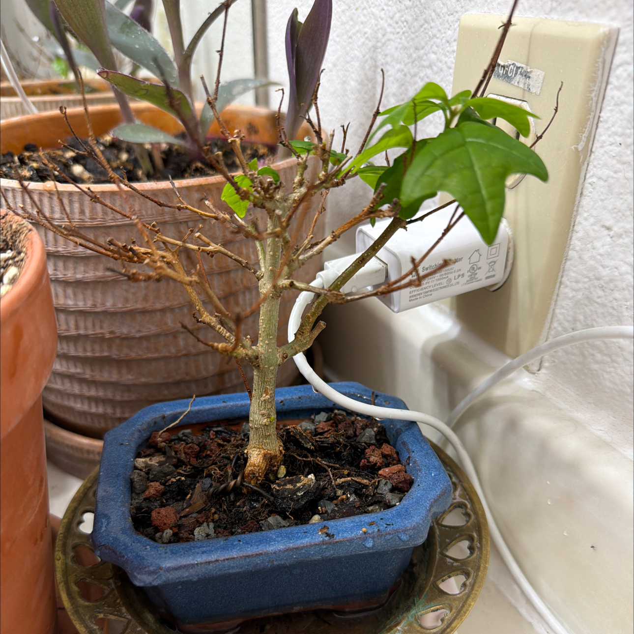 Photo of the plant species Parrot's Beak Bonsai by @MrsCrank named Gohan on Greg, the plant care app