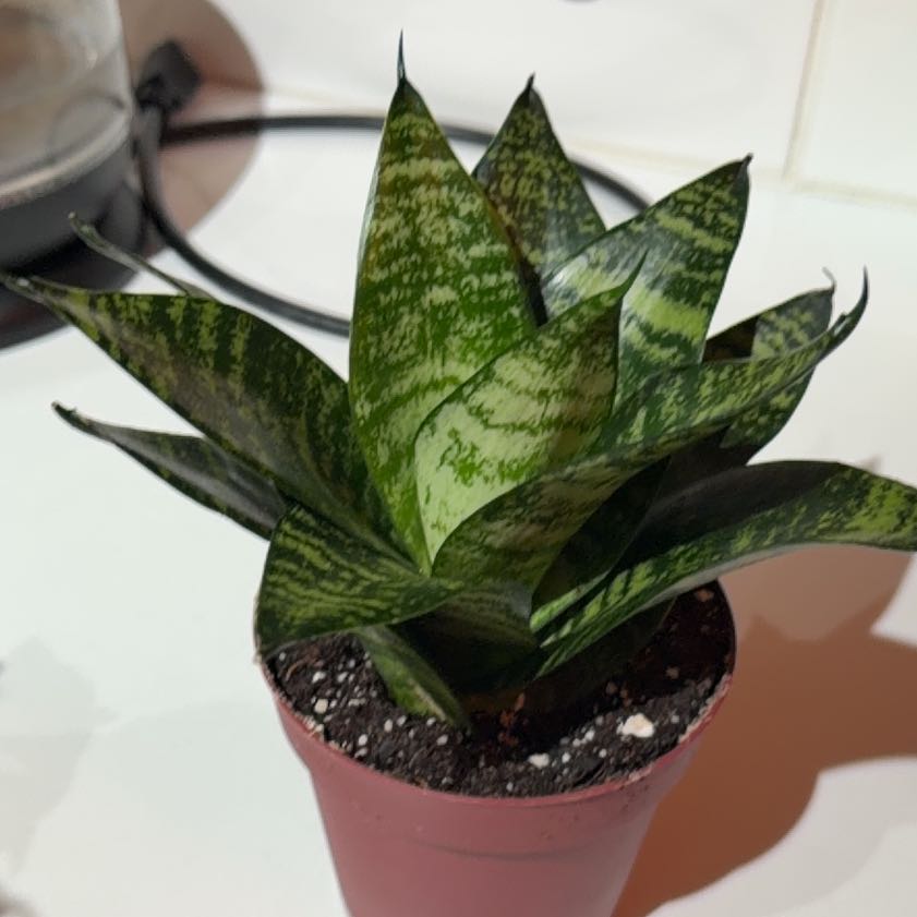 Photo of the plant species Sansevieria by @WiseVargracilis named Austen on Greg, the plant care app