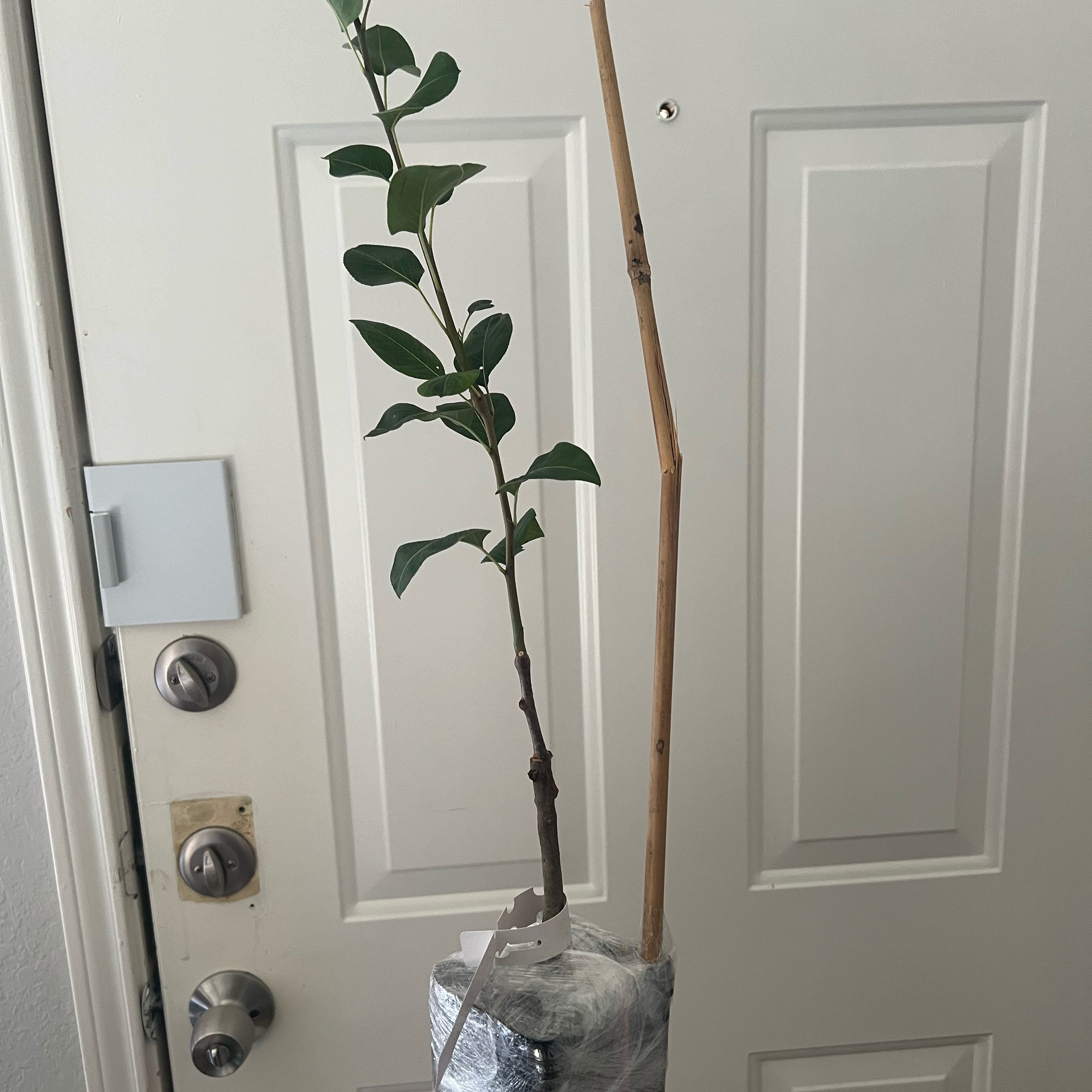 Photo of the plant species Shinseiki Asian Pear by @YokeGardenthyme named Gobi on Greg, the plant care app