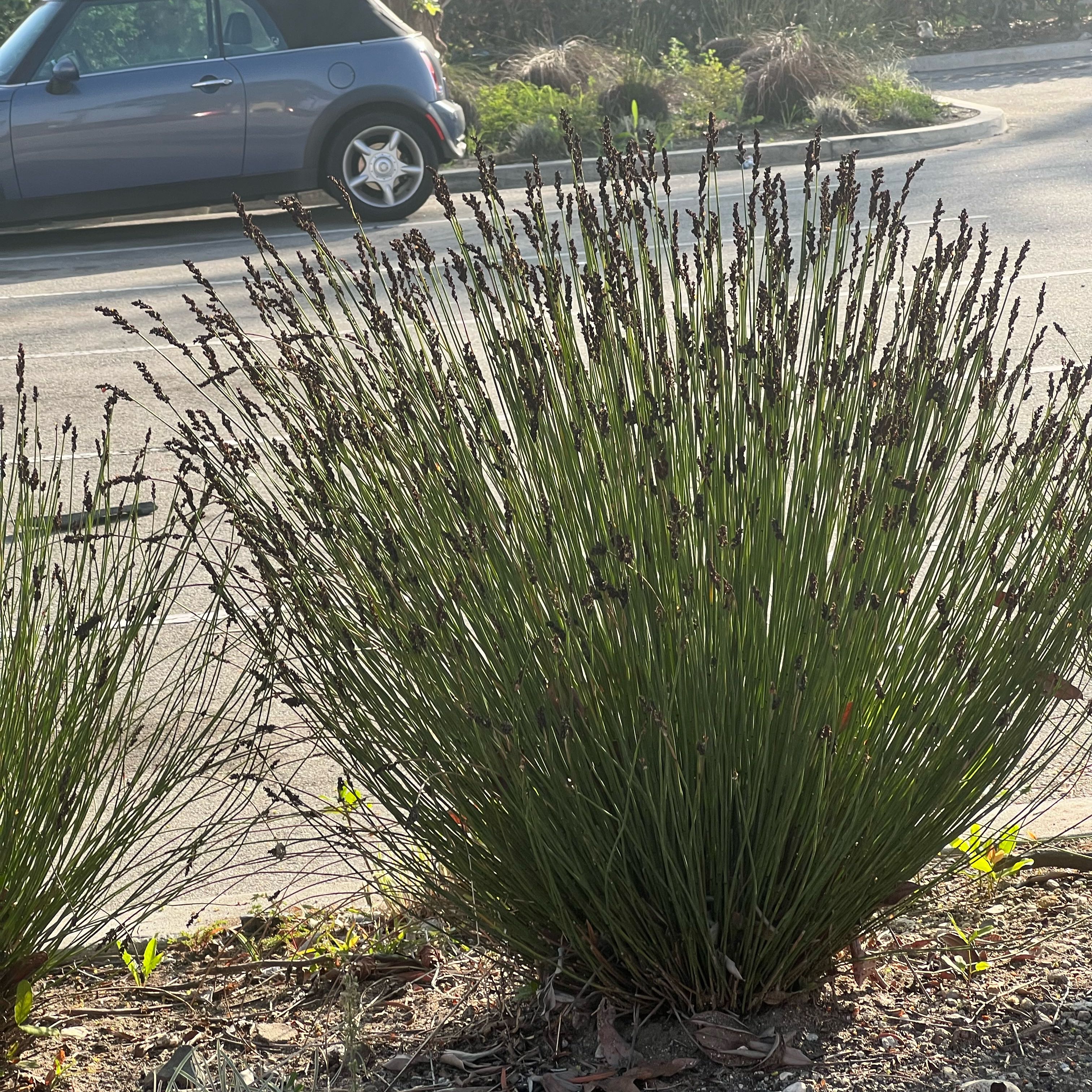 Photo of the plant species Candelilla by @BubblySedeveria named Leonardo on Greg, the plant care app