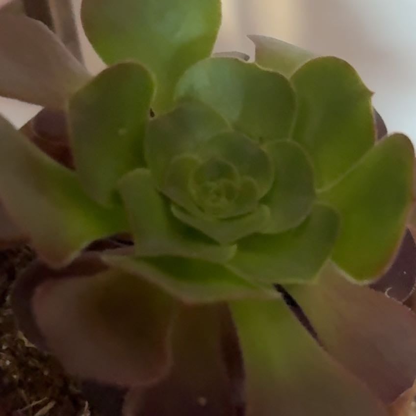 Plant care for Airplane Plant on Greg, the plant care app