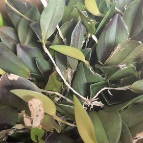 Photo of the plant species Restrepia Orchid by @FreshEndive85 named Einstein on Greg, the plant care app
