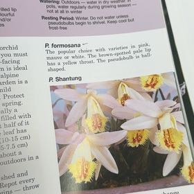 Photo of the plant species Pear-Shaped Orchid by @FreshEndive85 named Huckleberry Fern on Greg, the plant care app