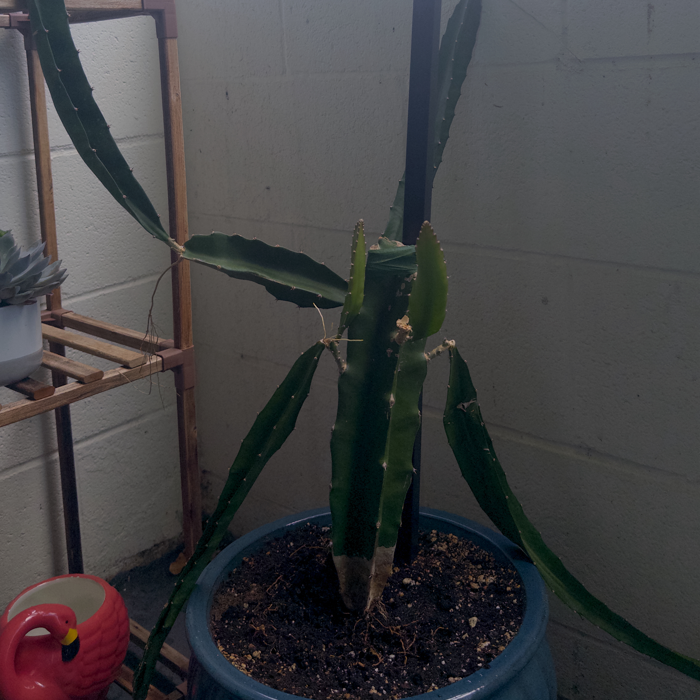 ROAR ! (Christ The Redeemer)