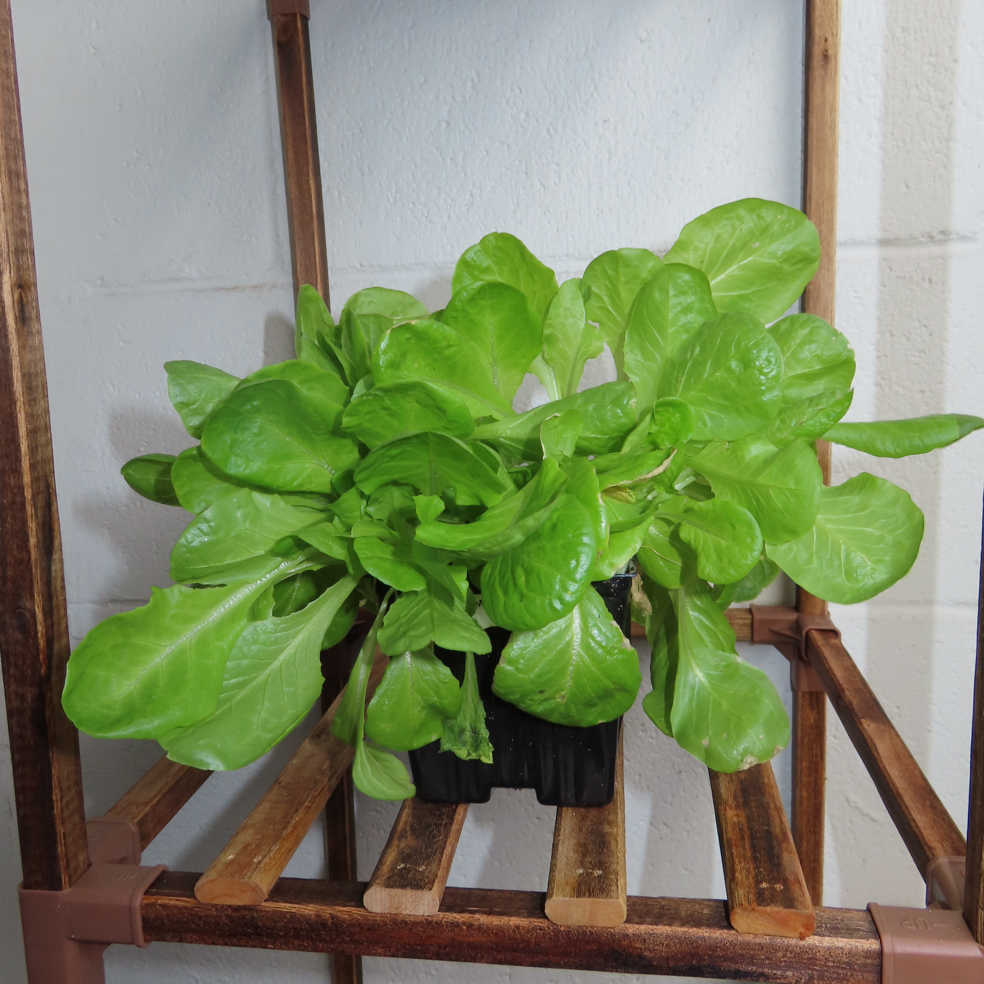 Leaf Erickson