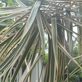 Photo of the plant species Screw Pine by @Brooklynwtracy named Foxxy on Greg, the plant care app