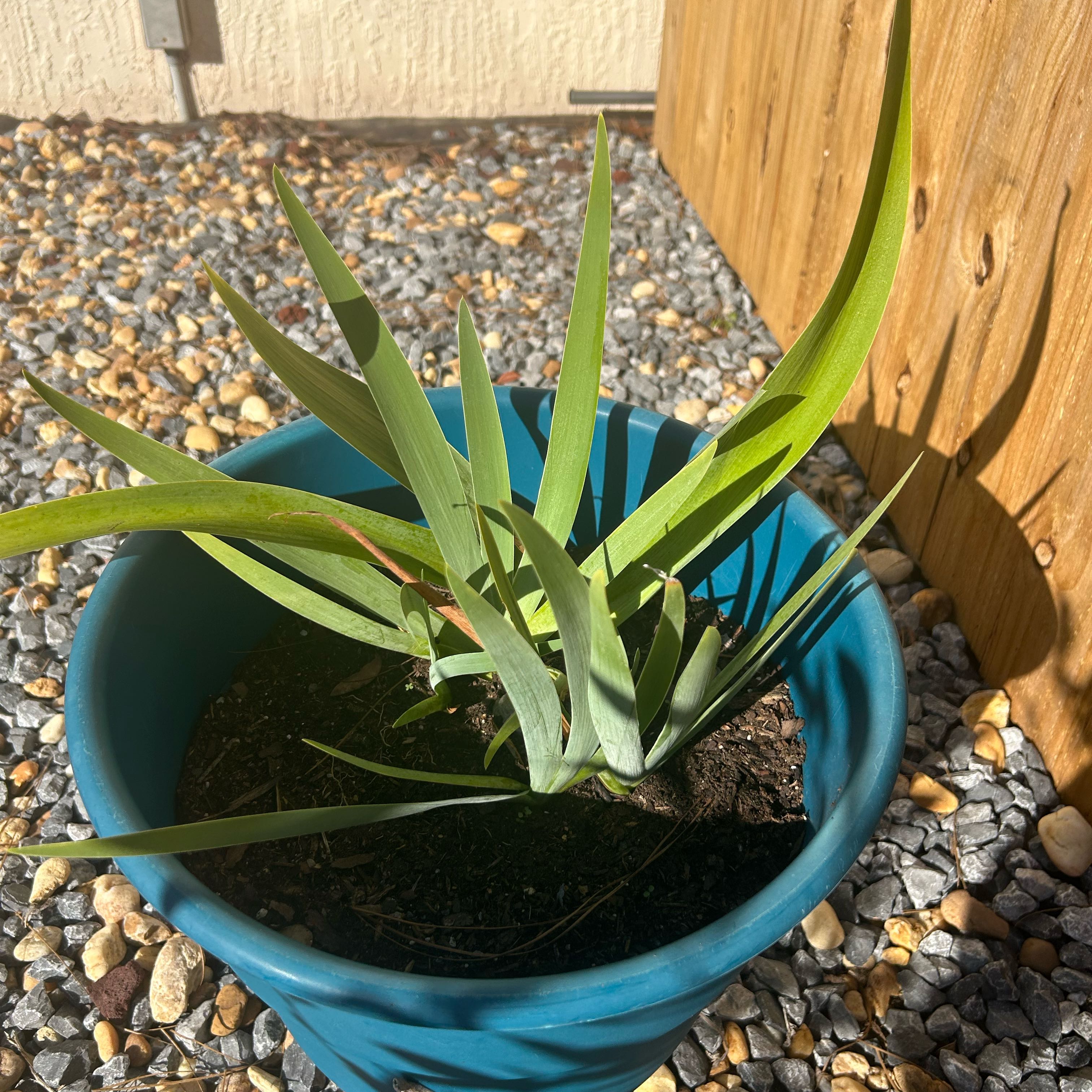 Photo of the plant species German Iris by @NewWildgrape17 named Rainier on Greg, the plant care app