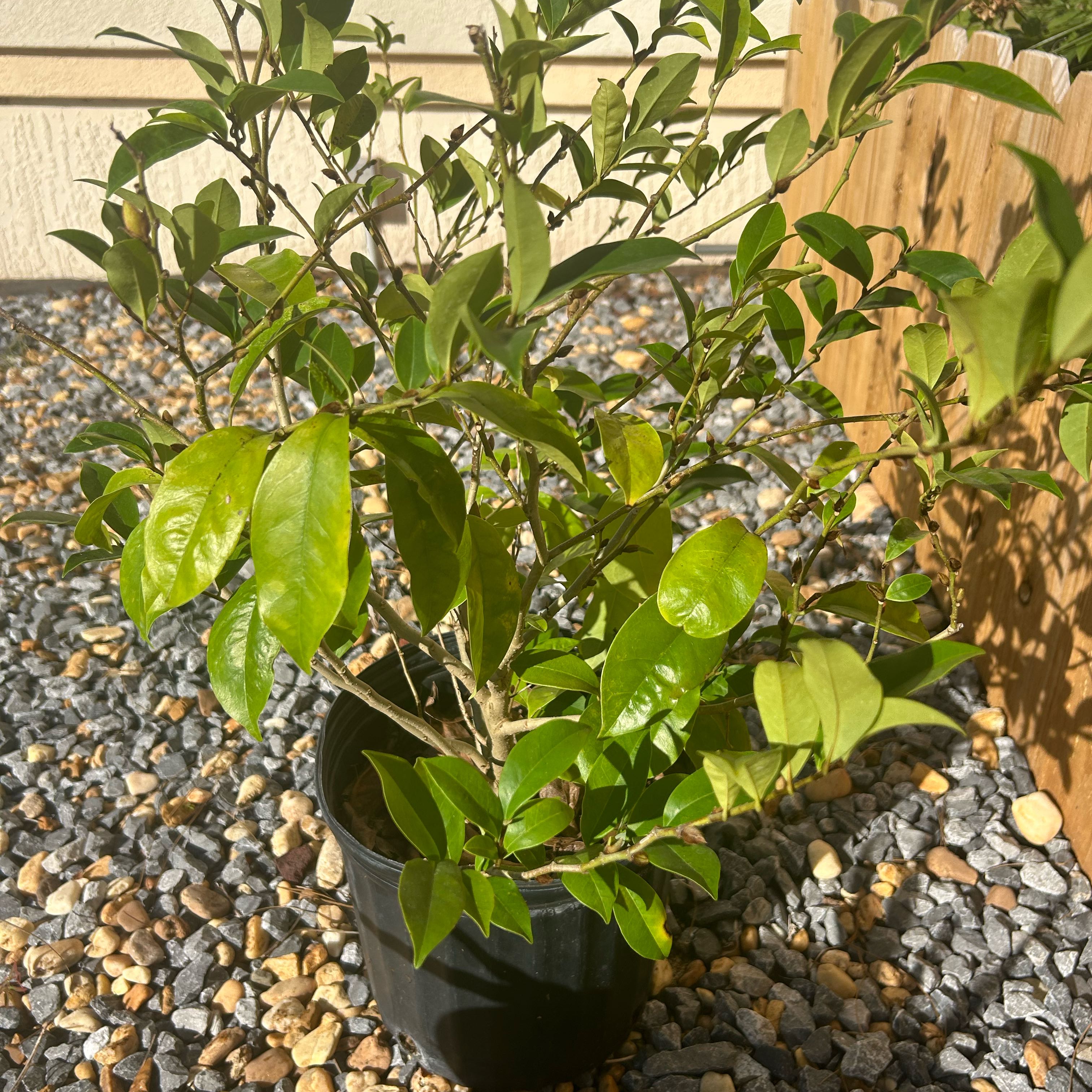 Photo of the plant species Banana shrub by @NewWildgrape17 named Bella on Greg, the plant care app