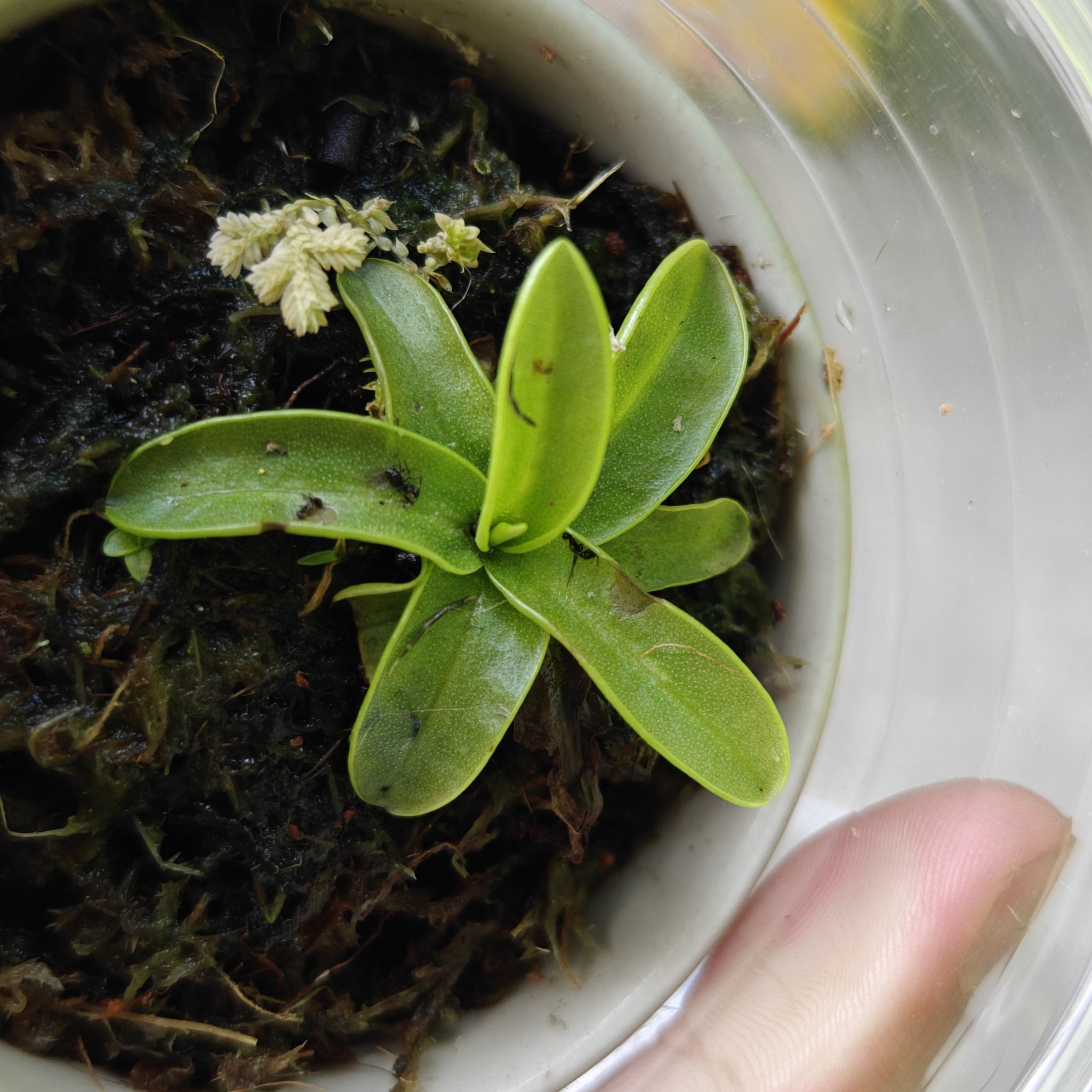 Photo of the plant species Primrose Butterwort by @SirPeacockplant named P. Primu on Greg, the plant care app