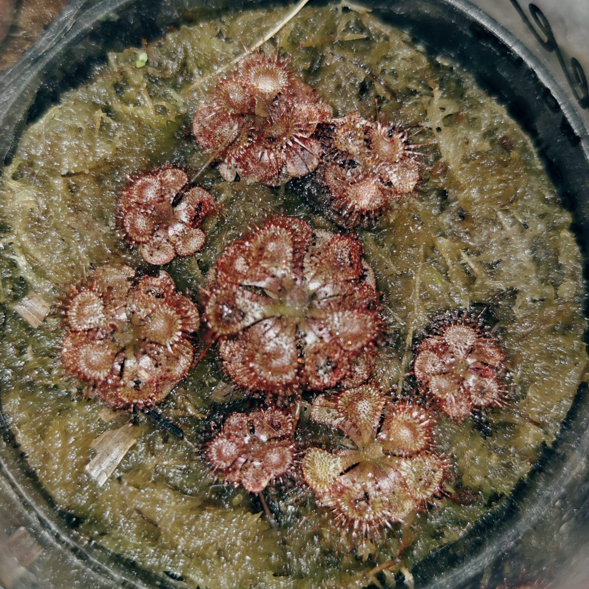 Photo of the plant species Pygmy Sundew by @SirPeacockplant named Dro. Bur on Greg, the plant care app