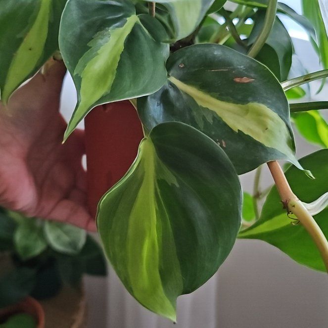 Photo of the plant species Green Philodendron by @NovaAudrea named Elle on Greg, the plant care app