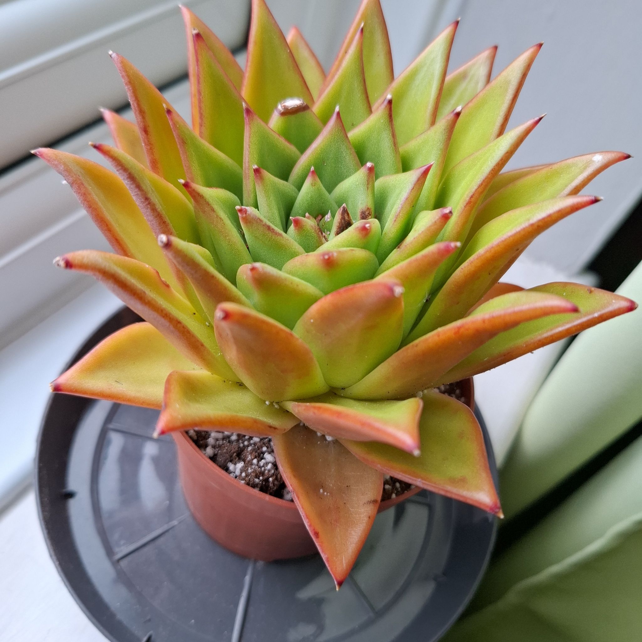 Terra
