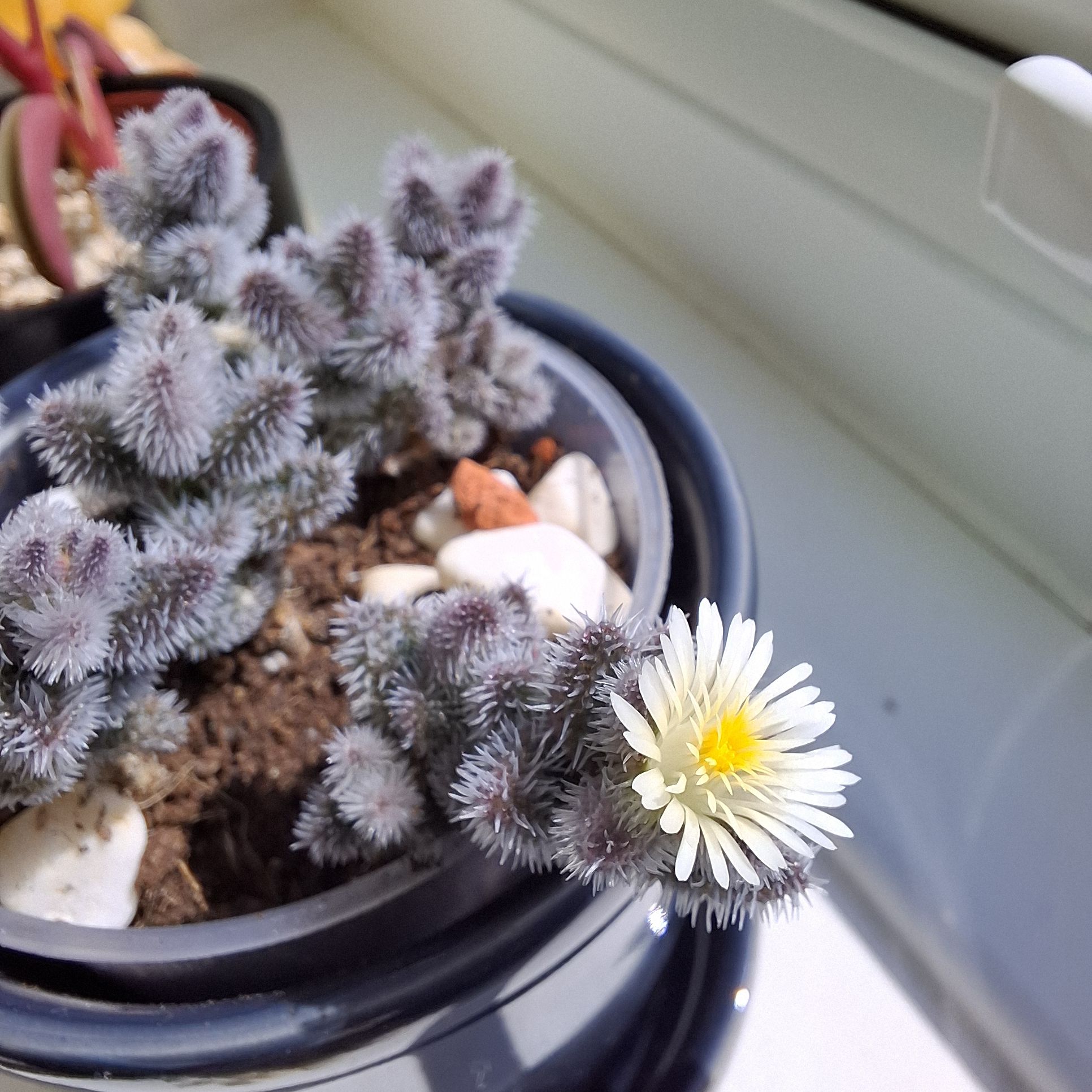 Darwin