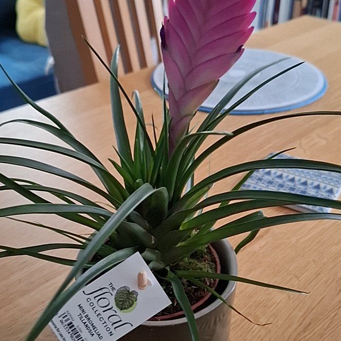 Photo of the plant species Pink Quill by @nadsplants named Delilah on Greg, the plant care app