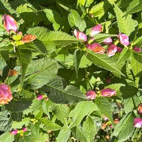 Photo of the plant species Pink Turtlehead by @DearRedspinach named Denali on Greg, the plant care app
