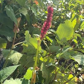 Photo of the plant species Mountain Fleece by @DearRedspinach named Fernie Saunders on Greg, the plant care app