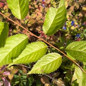 Photo of the plant species Sour Cherry by @DearRedspinach named Marley on Greg, the plant care app