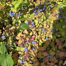 Photo of the plant species Blue Leadwood by @DearRedspinach named Apollo on Greg, the plant care app