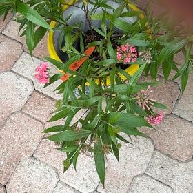 Plant care for Arachnothryx nelsonii on Greg, the plant care app