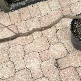 Photo of the plant species Napoleon's Plume by @PrimoGoldenhill named Mochi on Greg, the plant care app