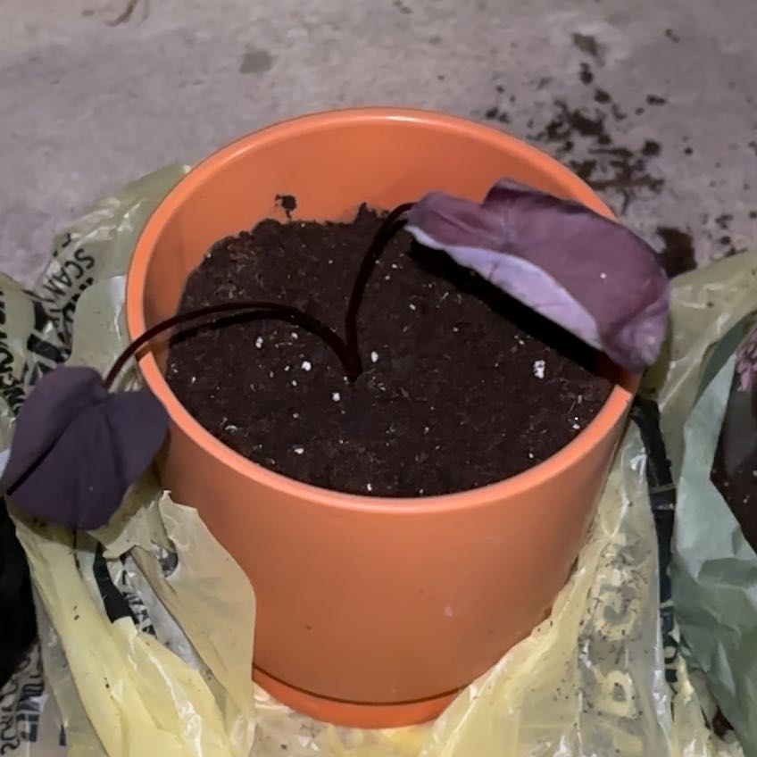 Photo of the plant species Colocasia 'Black Sapphire Gecko' by @YiftWatershield named Figyonce on Greg, the plant care app