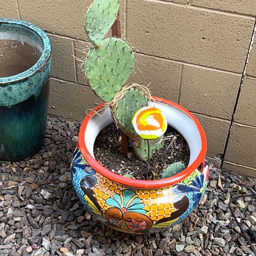 Photo of the plant species Snow Bunny by @UnopposedMexico named Tree Diddy on Greg, the plant care app