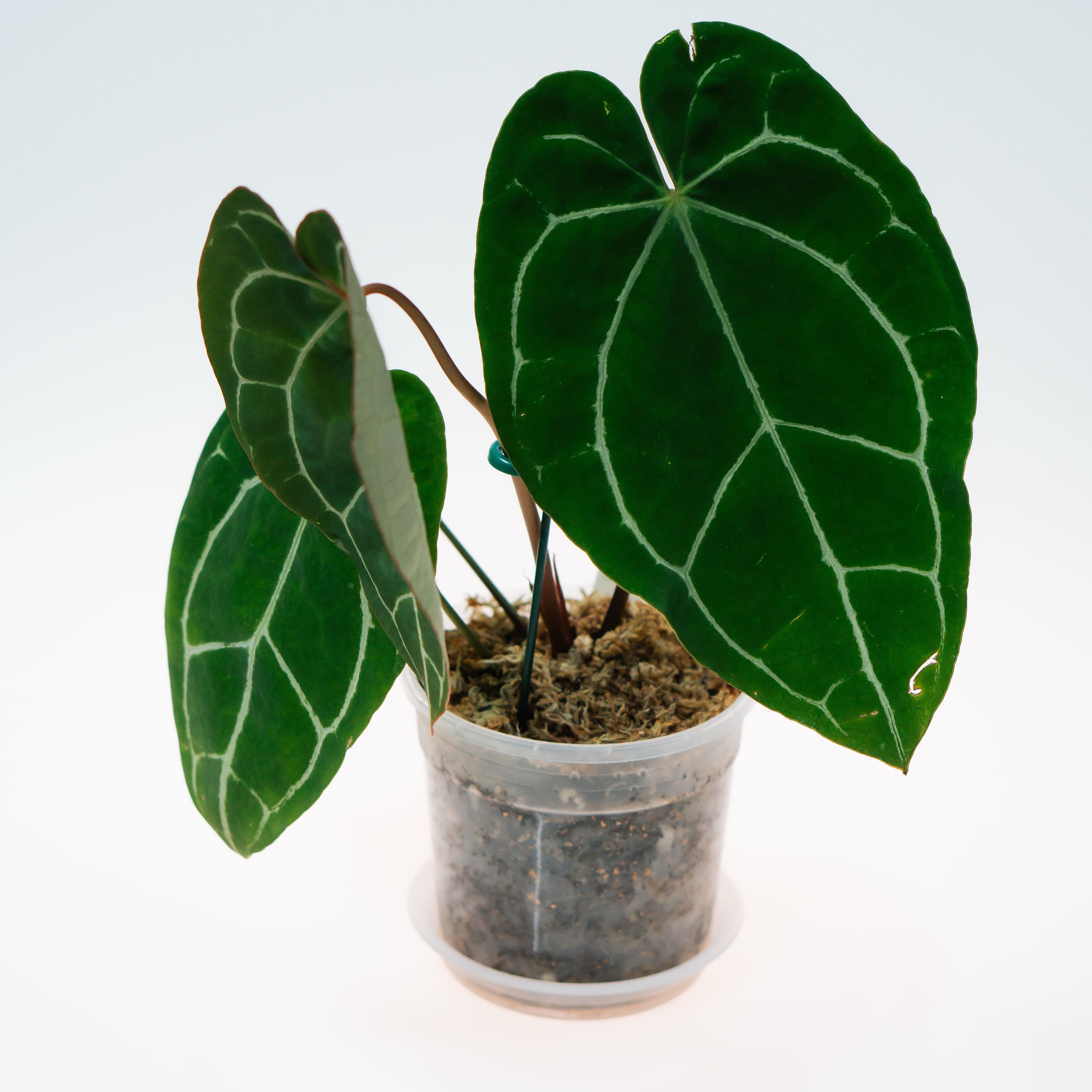 Photo of the plant species Anthurium magnificum x crystallinum by @TutorWoodvetch named Kardashian on Greg, the plant care app