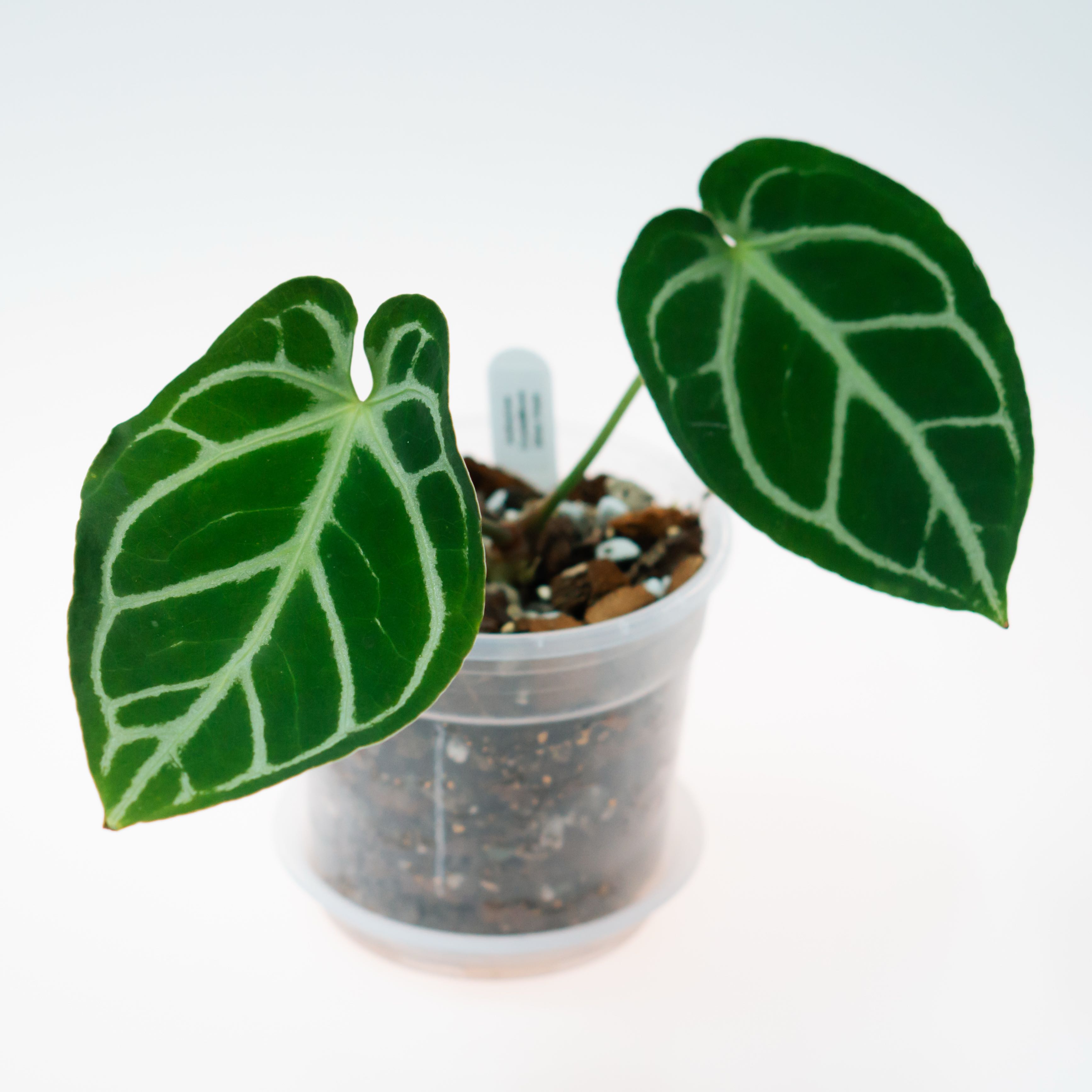 Photo of the plant species Anthurium crystal Hope by @TutorWoodvetch named Einstein on Greg, the plant care app