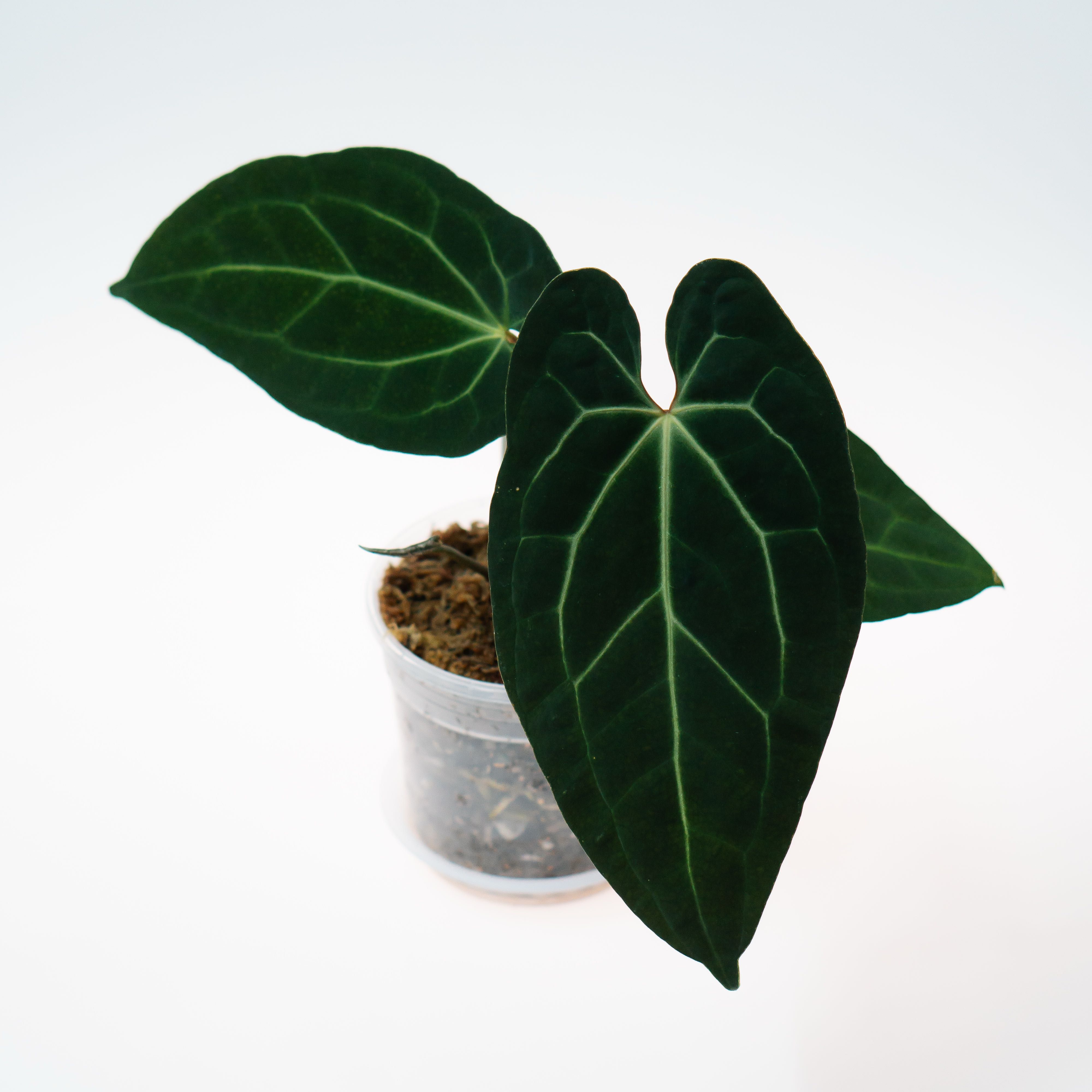 Photo of the plant species Anthurium by @TutorWoodvetch named Luna on Greg, the plant care app