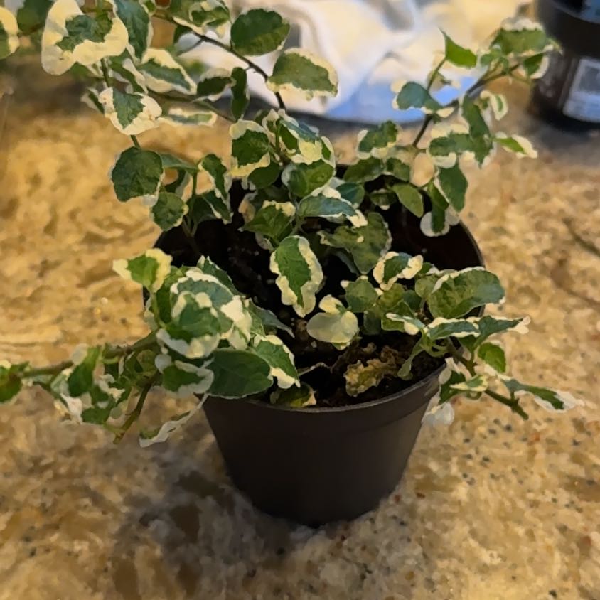 Photo of the plant species Bellis Ficus by @PoetGreggspine named Oscar on Greg, the plant care app