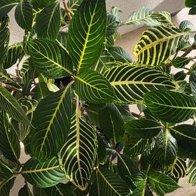 Photo of the plant species Bankesia by @WinOvalsedge54 named Harper on Greg, the plant care app