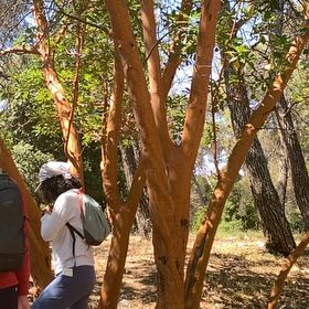 Photo of the plant species Lagerstroemia Indica by @WinOvalsedge54 named Messi on Greg, the plant care app