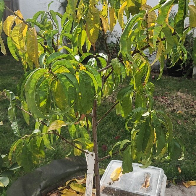 Photo of the plant species Blenheim Apricot Tree by @FightingFennel named Robert Plant on Greg, the plant care app