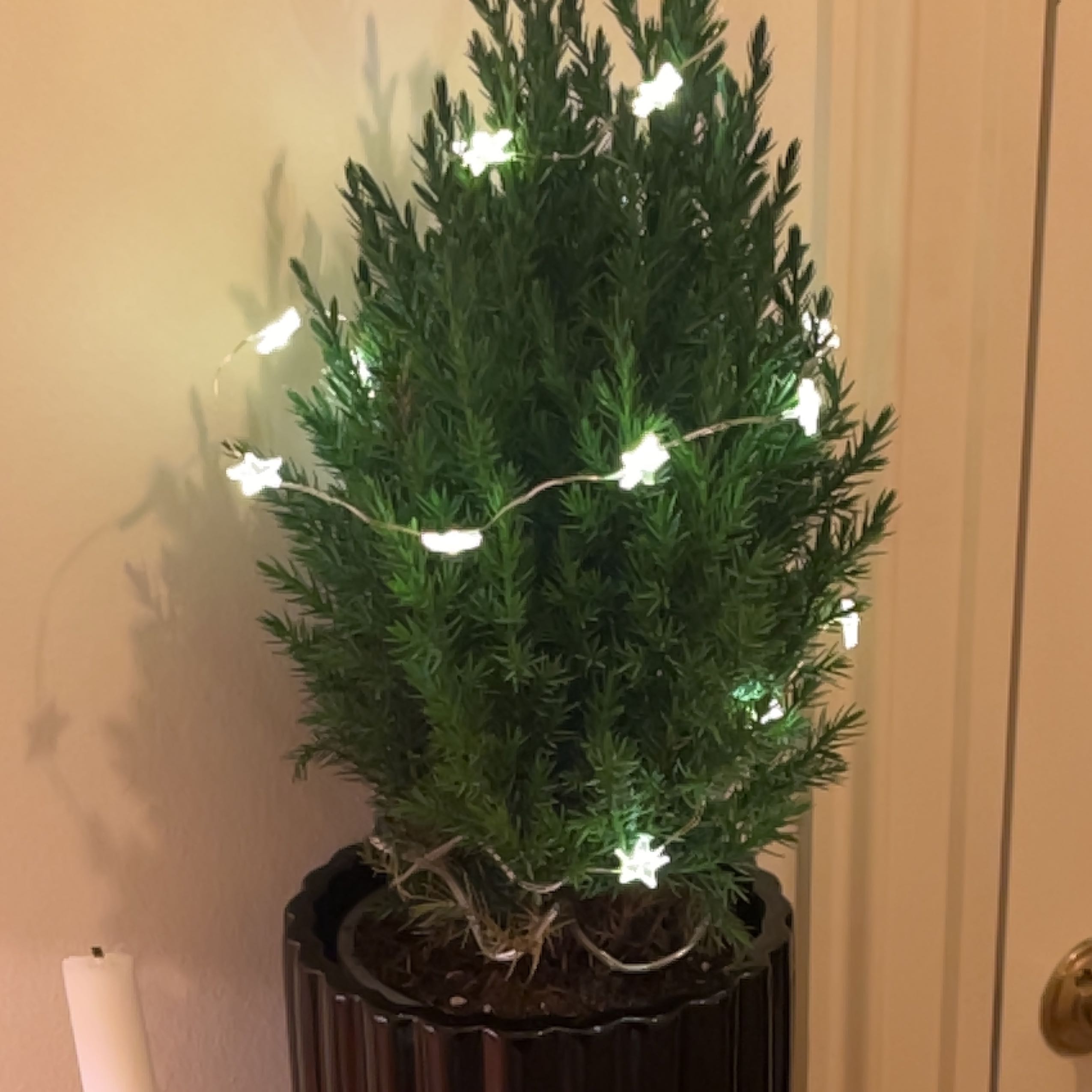 Photo of the plant species Loderi by @HeirDiscmayweed named Harper on Greg, the plant care app