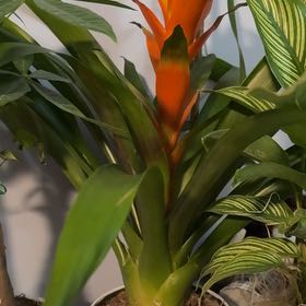 Photo of the plant species Blooming bromeliad by @FlexibleBaytree named Shakira on Greg, the plant care app