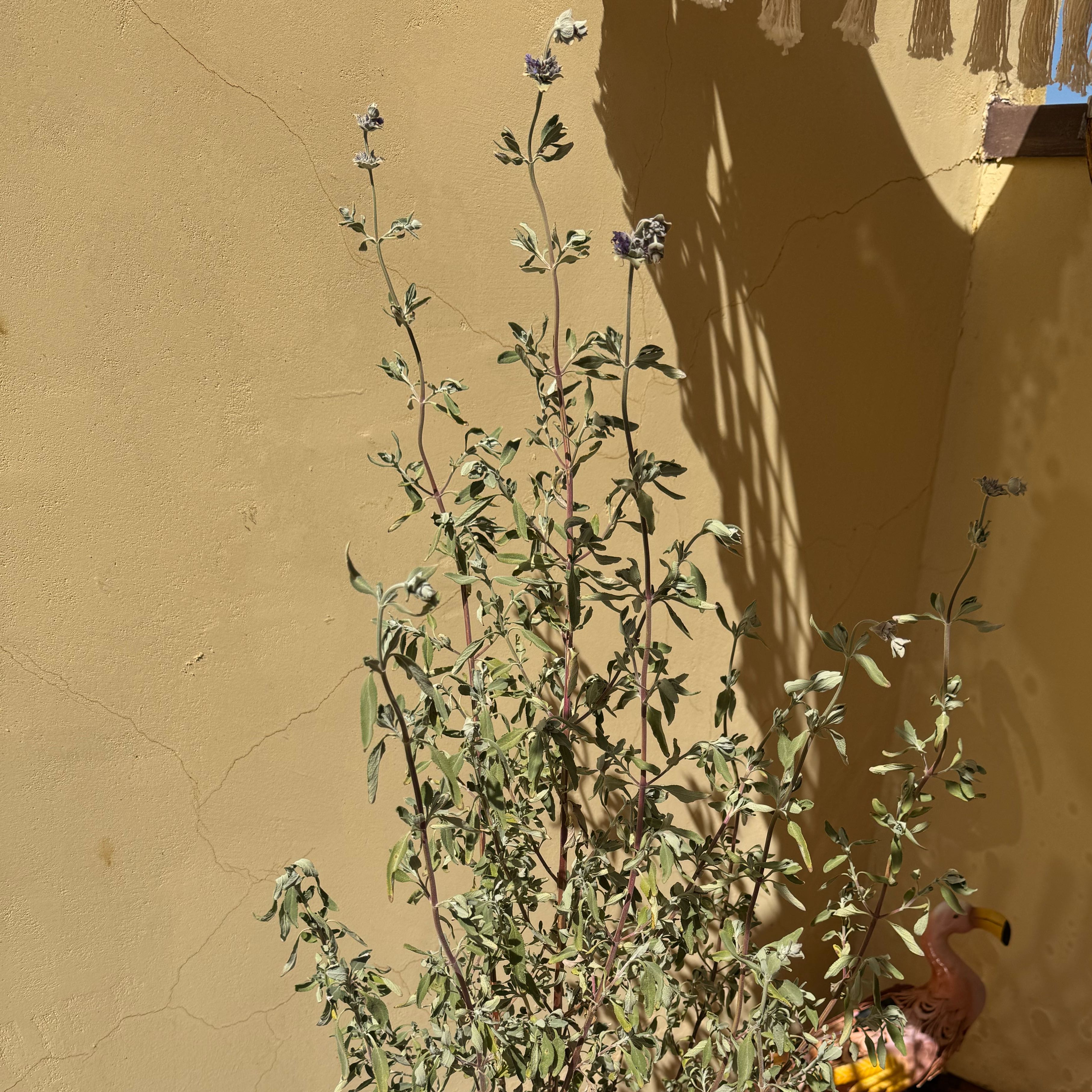 Photo of the plant species San Luis Purple Sage by @ZestLivingrock named Aria on Greg, the plant care app