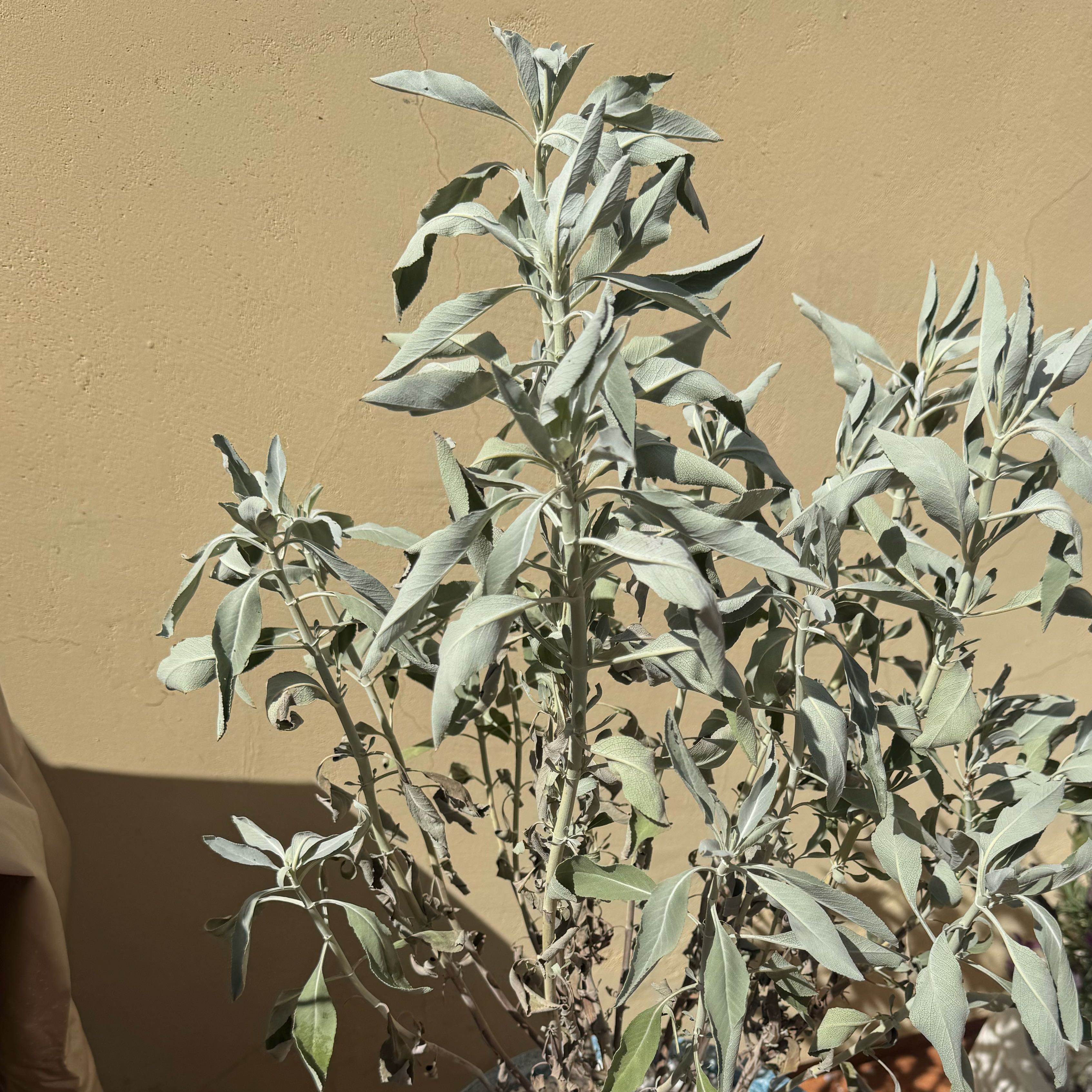 Photo of the plant species White Sage by @ZestLivingrock named Khaleesi on Greg, the plant care app
