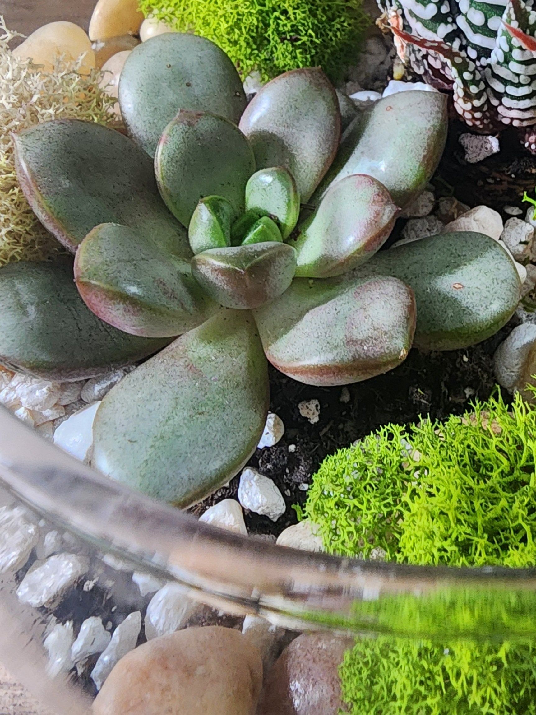 Photo of the plant species Graptoveria 'Amethorum' by @SkilledDogrose named Harmony on Greg, the plant care app
