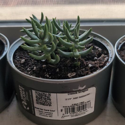 Photo of the plant species Crassula tetragona 'Mini Form' by @RelaxedSnowrose named Spike on Greg, the plant care app