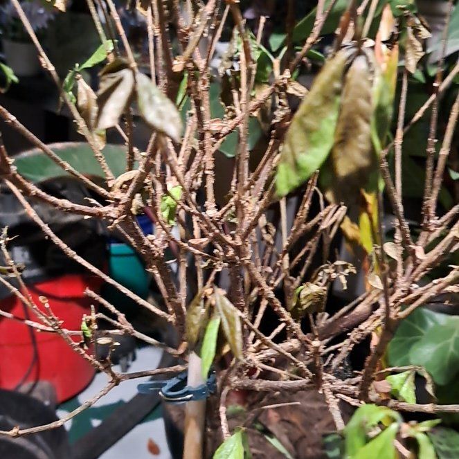 Photo of the plant species Gardenia augusta Magnifica by @PoetChrissyfern named Khaleesi on Greg, the plant care app