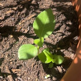 Photo of the plant species Anise-Hyssop by @TimelessMedeola named Achilles on Greg, the plant care app