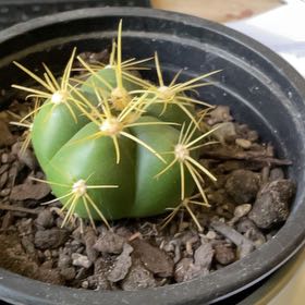 Photo of the plant species Sider Cactus by @FoxyGoldenpenda named Bodhi on Greg, the plant care app