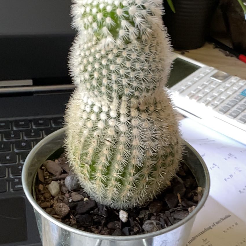 Photo of the plant species Parodia scopa 'Albissimo' by @FoxyGoldenpenda named Marley on Greg, the plant care app