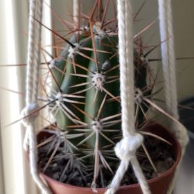 Photo of the plant species Echinopsis chiloensis by @FoxyGoldenpenda named Treeyoncé on Greg, the plant care app